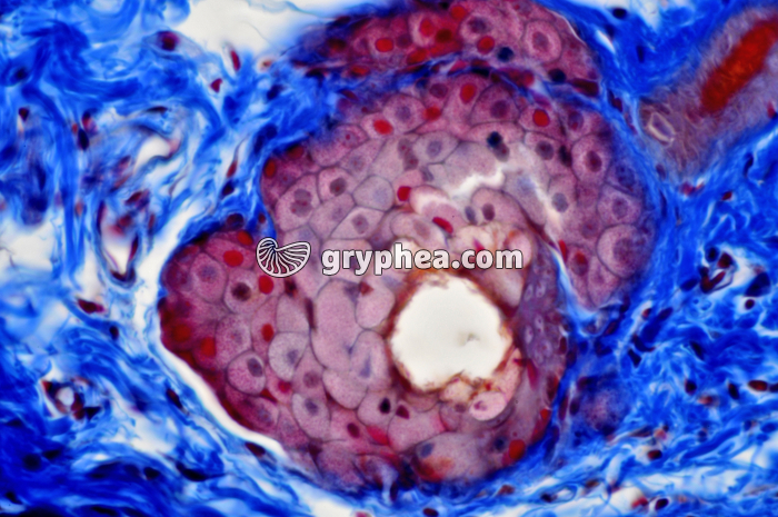 Glande sébacée Paupière x 160 - gryphea.org